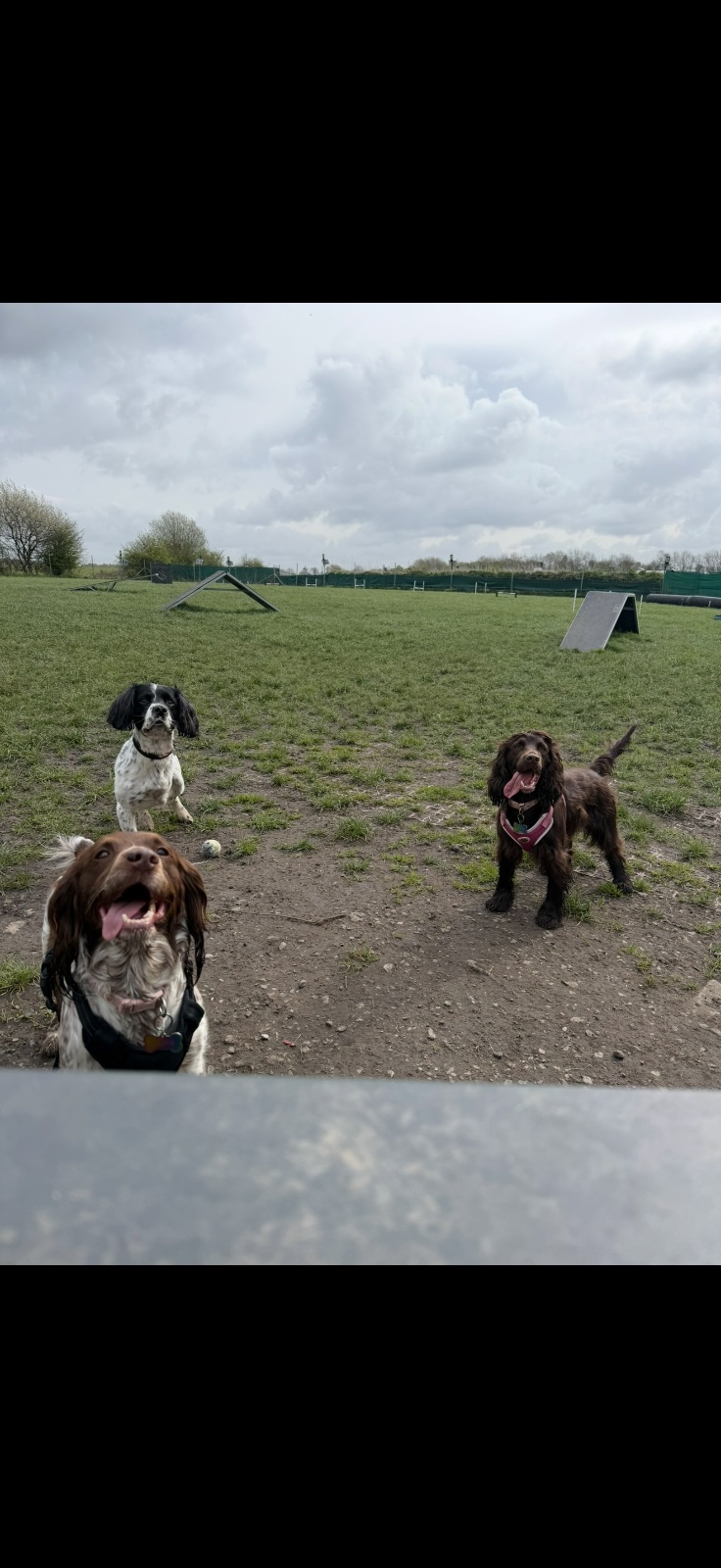 Furever PawPals pet services