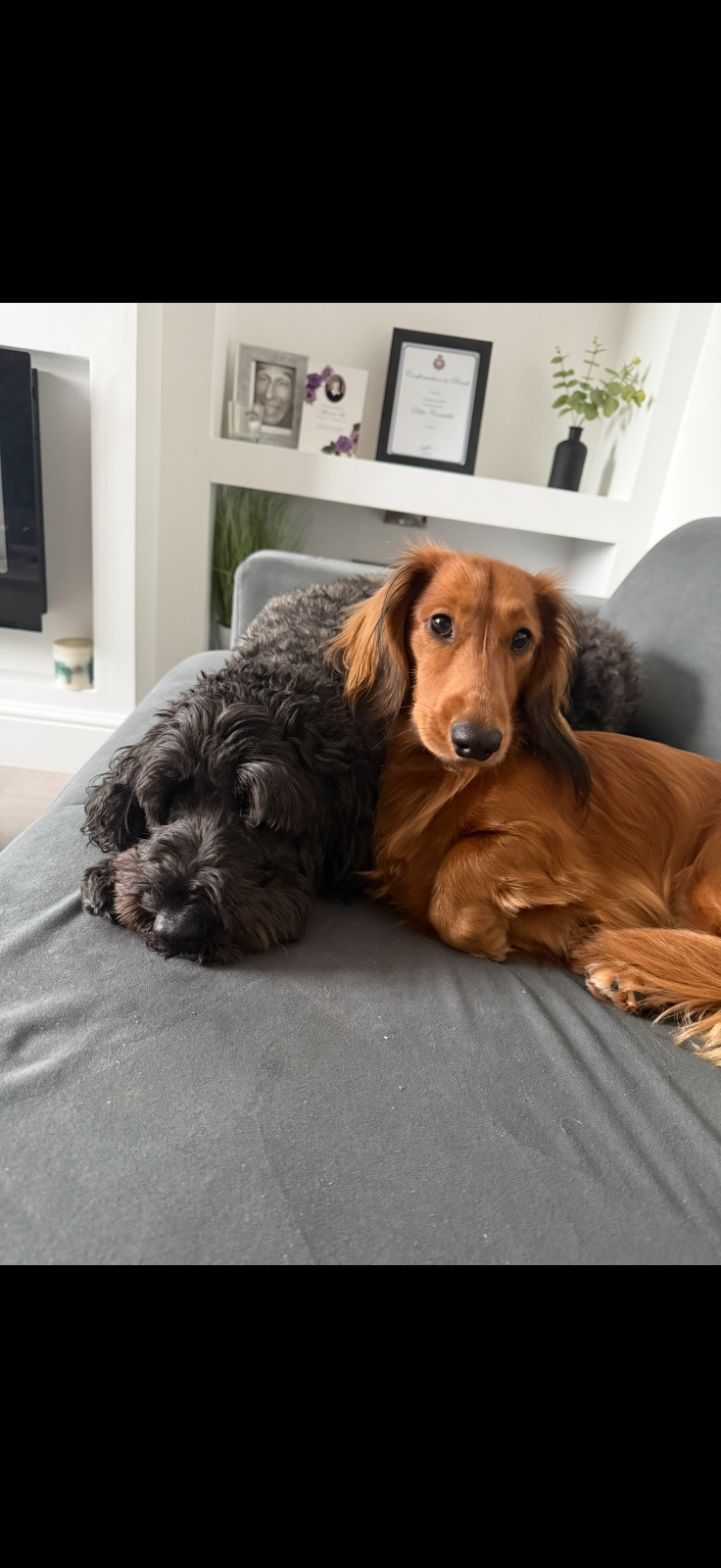 Furever PawPals pet services