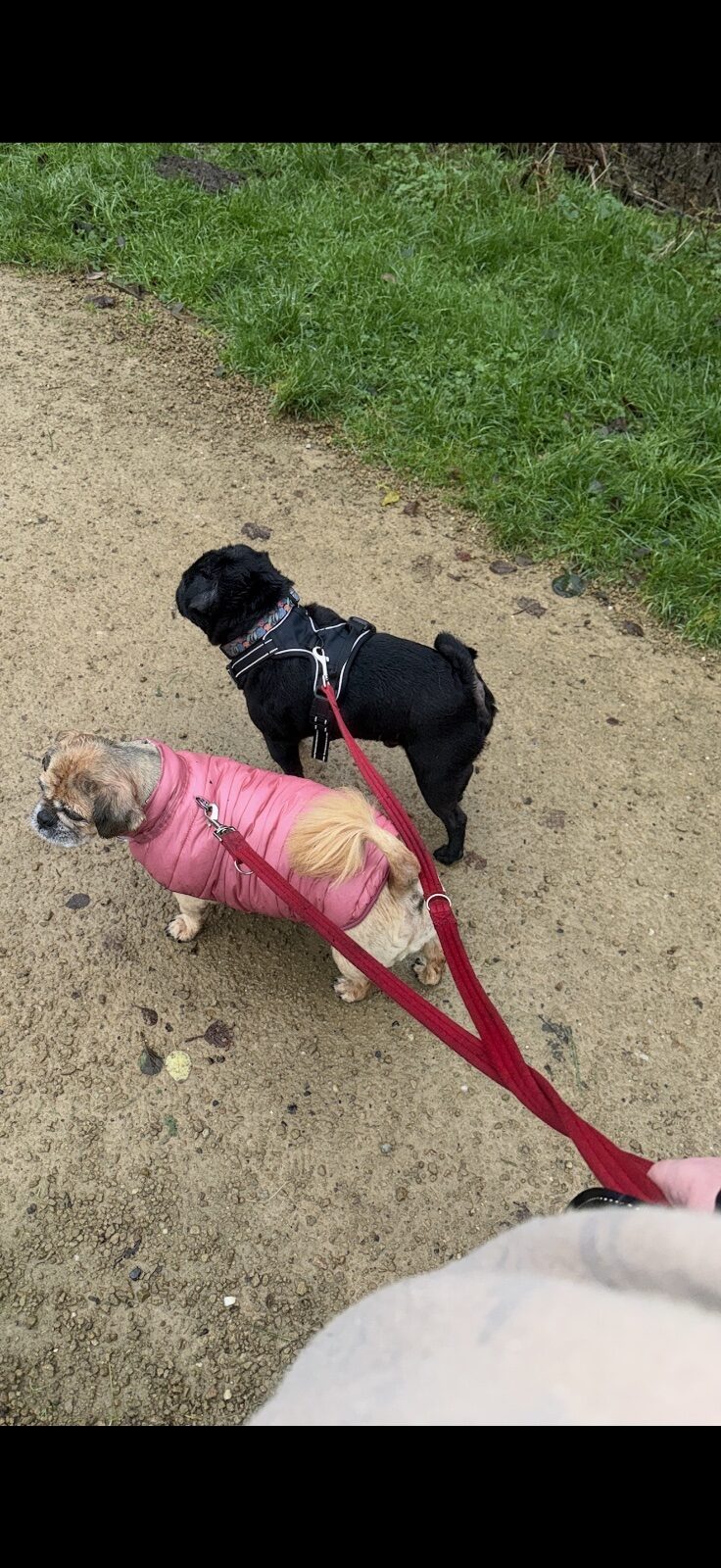 Furever PawPals pet services